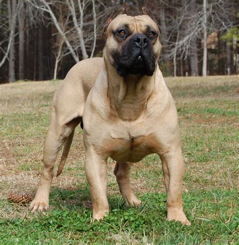 african boreal dog